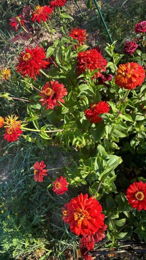 Как вырастить цинию из семян