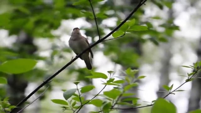 "В контакте с природой — Соловьи на свалке" смотреть онлайн