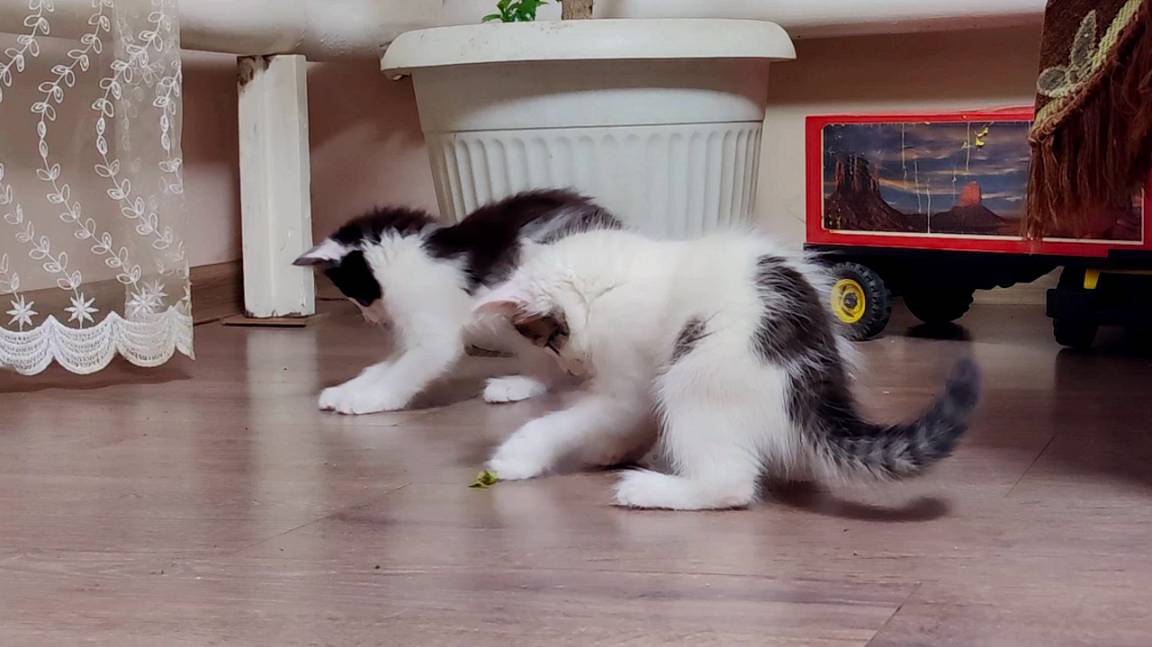 Котята играют с листьями комнатного растения. смотреть онлайн