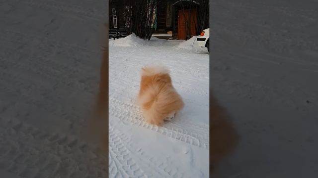 Шпиц Лаффи на прогулке