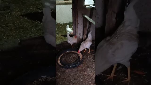 снег растаял тепло куры вышли на улицу...