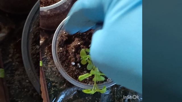 Пикирую Бакопу