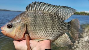 Тилапия. В поисках экзотической мечты.