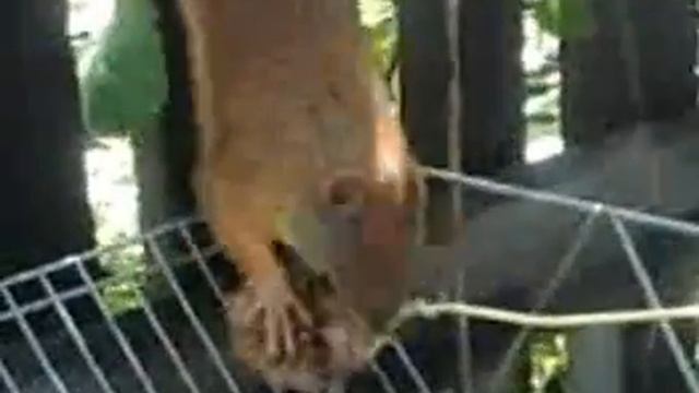 Прикольная Белка смотреть онлайн