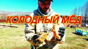 Отбор мёда из Царь-колоды