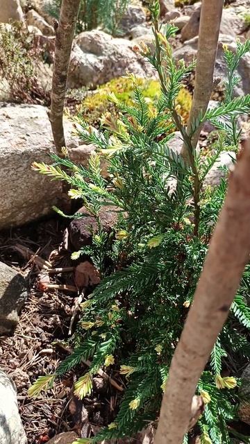 Секвойя вечнозелёная Адпресса. смотреть онлайн