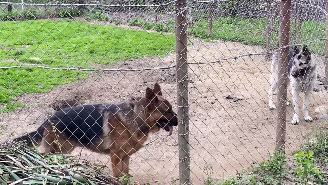 Прогулка немецкой овчарки и Восточно-европейской овчарки смотреть онлайн