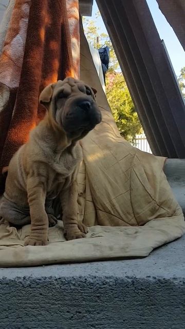 КАК ХРЮКАЮТ ШАР- ПЕЙ😂😂😂 смотреть онлайн