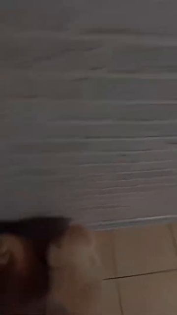 Игры собаки с котом/ шпиц против британца