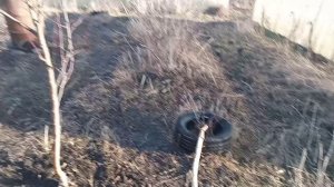 УДОБРЯЕМ ГРУШУ ВЕСНОЙ...