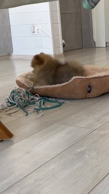 Померанцы 😂 смотреть онлайн