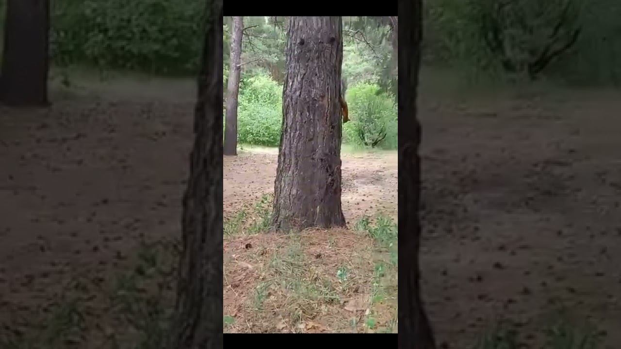 Белки смотреть онлайн