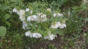 На даче 25.04.25: проснулись осмунды, многорядник трёхраздельный, хвощ зимующий, цветут морозники