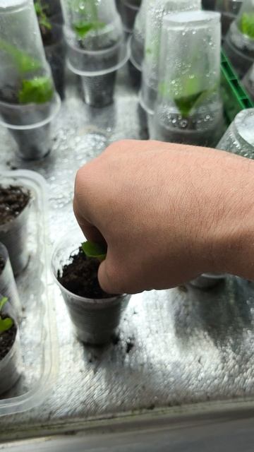 Результат черенкования древовидной гортензии 🌿 смотреть онлайн