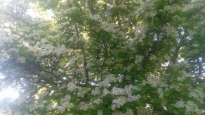 VID_20250427_160552.mp4