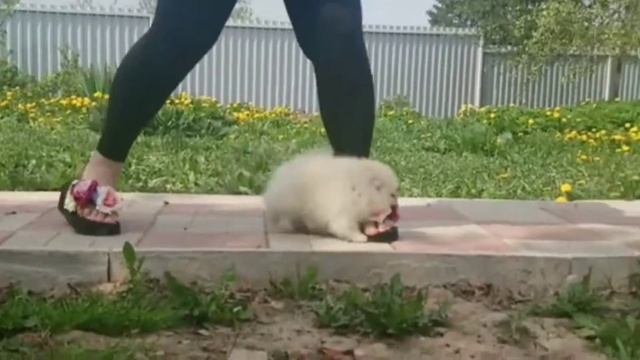 Помиранский малыш😘