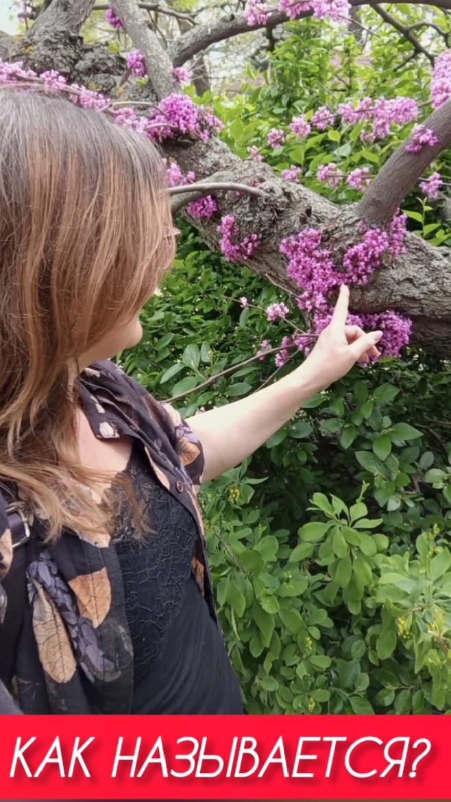 Волгоград. Розовые деревья рядом с сакурами. смотреть онлайн