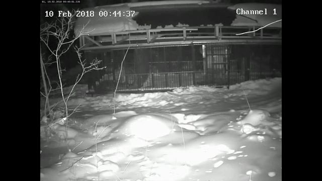 Дикая тигрица приходит на свидание к Жорику смотреть онлайн