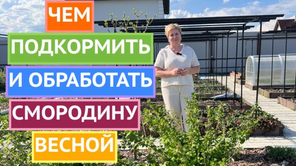 СДЕЛАЙТЕ ЭТО СО СМОРОДИНОЙ ВЕСНОЙ!