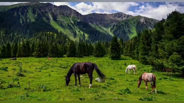Омар - Кыргызстаным смотреть онлайн