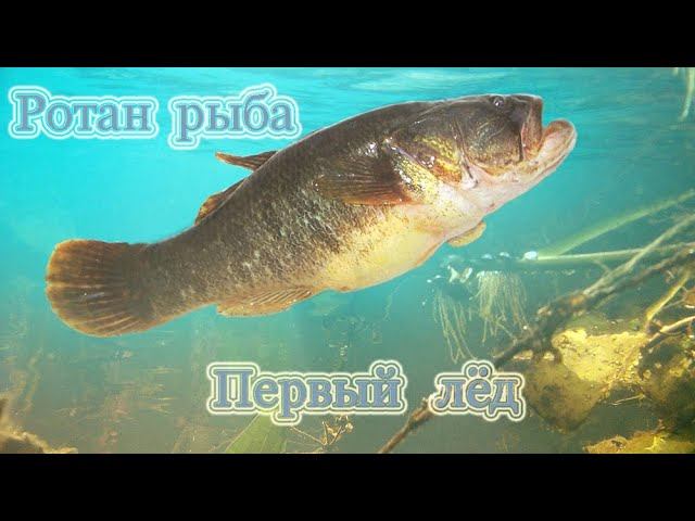 Ротан рыба. Первый лёд. смотреть онлайн