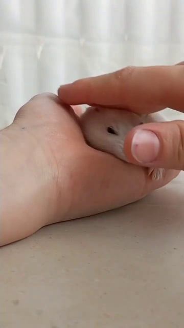 я глажу Снежка #я #глажу #хомячок #снежок