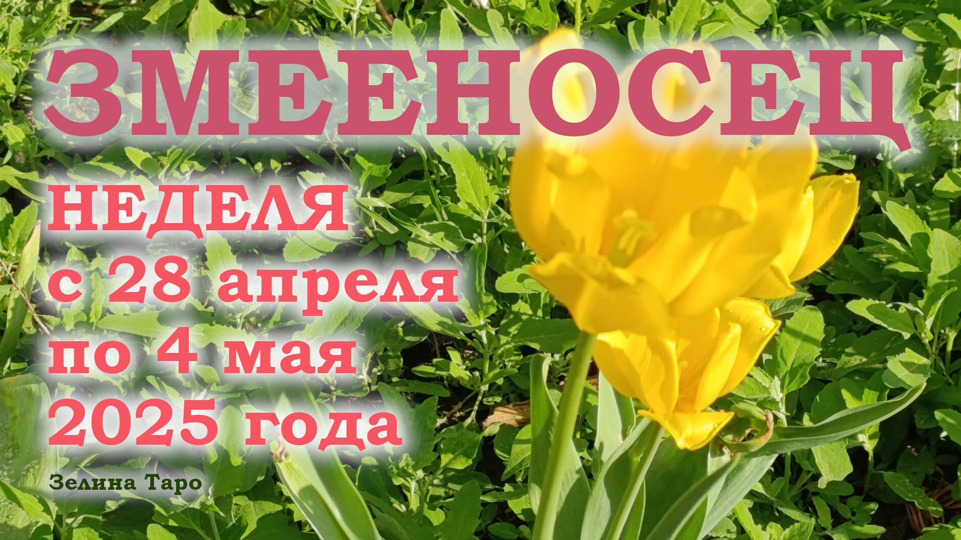 ЗМЕЕНОСЕЦ | ТАРО прогноз на неделю с 28 апреля по 4 мая 2025 года