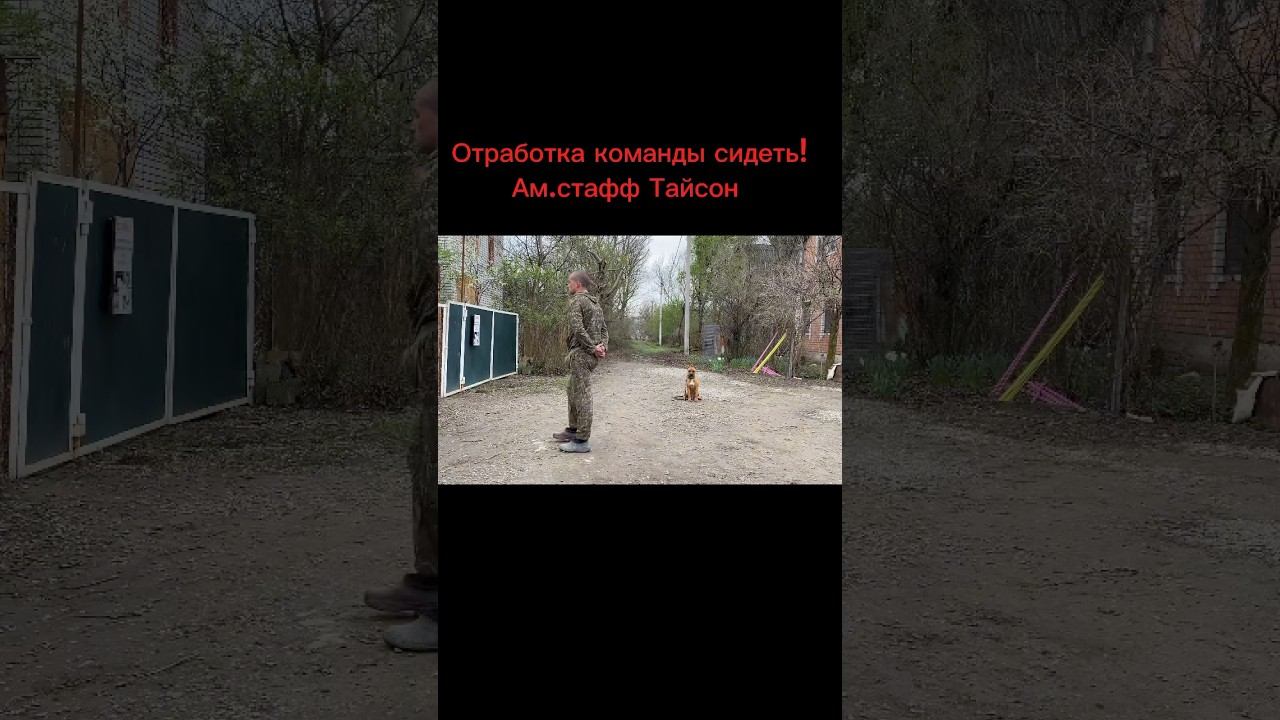 Команда сидеть/Ам.стафф Тайсон смотреть онлайн