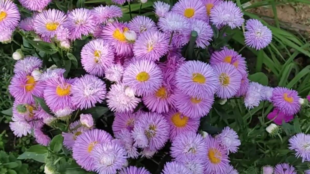 Цветут цветы в начале лета смотреть онлайн