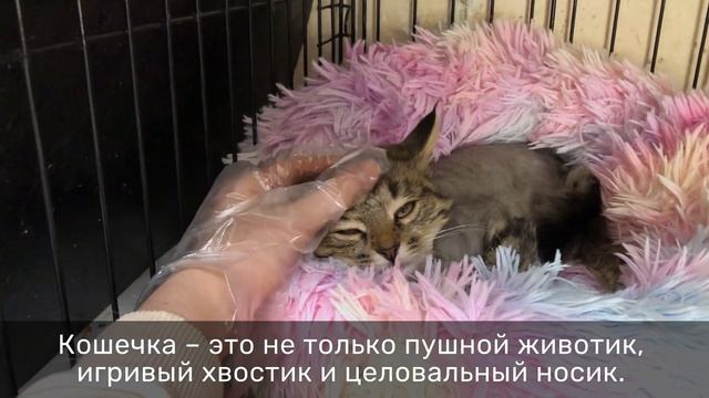 СНЕЖКА смотреть онлайн