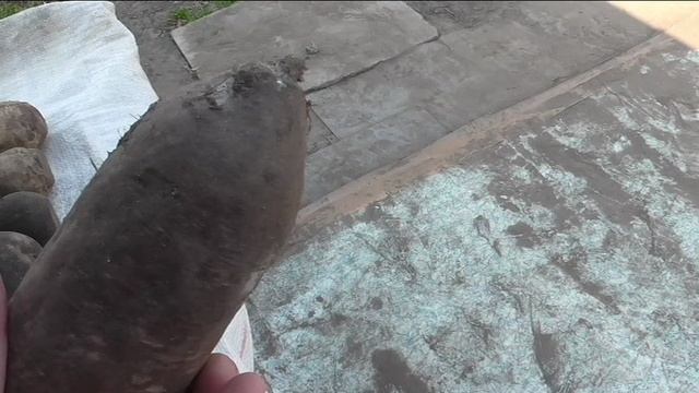 Овощи после хранения в конце апреля