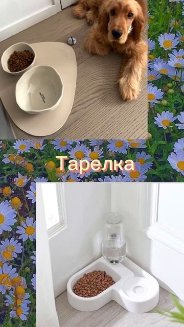 Создай своего пёсика! смотреть онлайн