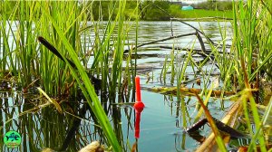 СЛАБОНЕРНЫМ НЕ СМОТРЕТЬ... ЗАБРАЛСЯ В ГЛУШЬ И НАЛОВИЛ ОГРОМНЫХ КАРАСЕЙ.