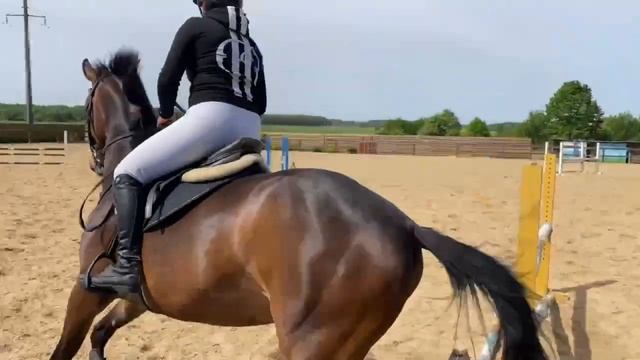 Кобыла▫️Ганноверской породы▫️4 года ▫️166в.х ✳️Здорова, есть чистый ветчек❗🏠️Находится в Беларуси. смотреть онлайн