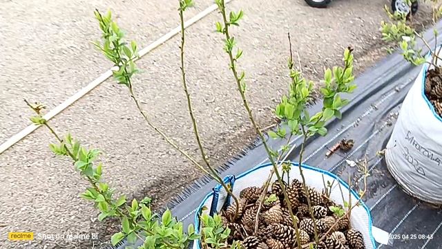 Голубика с нуля