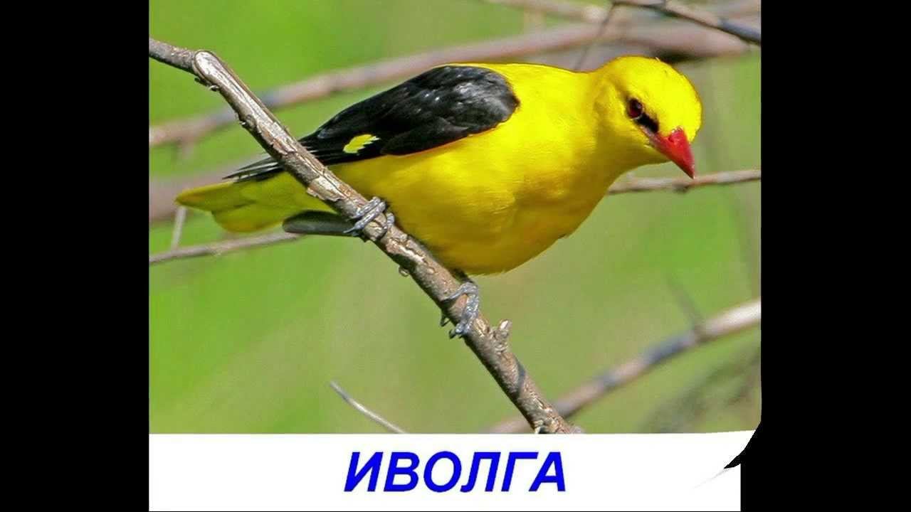 Птицы - Презентация для детей. Карточки Домана.