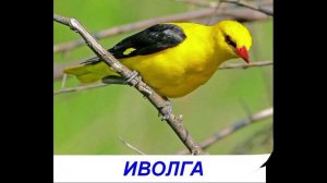 Птицы - Презентация для детей. Карточки Домана.