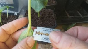 Простой способ прививки арбуза и дынь