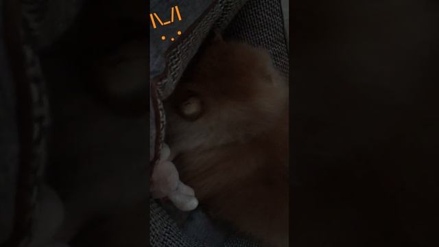 😊👐#шпиц#собака#лежанка смотреть онлайн