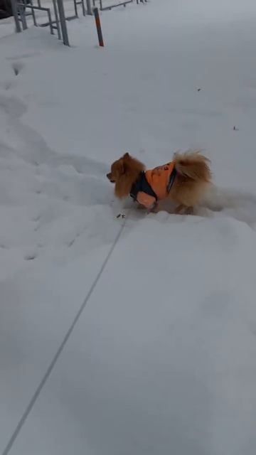 Прогулка пред новогодняя Фокса!!!@
