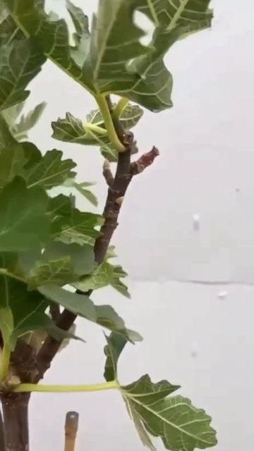 Особенности выращивания инжира: Секреты богатого урожая! смотреть онлайн