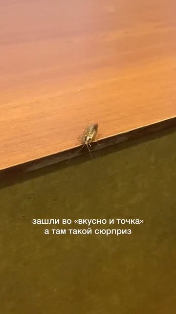 Зашли во «вкусно и точка» а там такой сюрприз 🪳