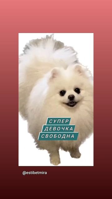 питомник Огненный Шерхан. супер девочка от прекрасной пары шпицев д.р.21.06.23