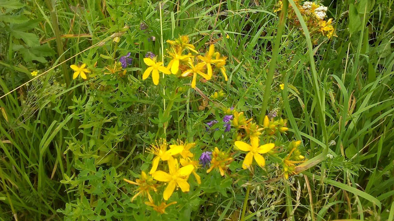 Зверобой. Заготовка, переработка, применение. смотреть онлайн