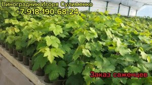 Вегетирующие саженцы винограда 2025г.