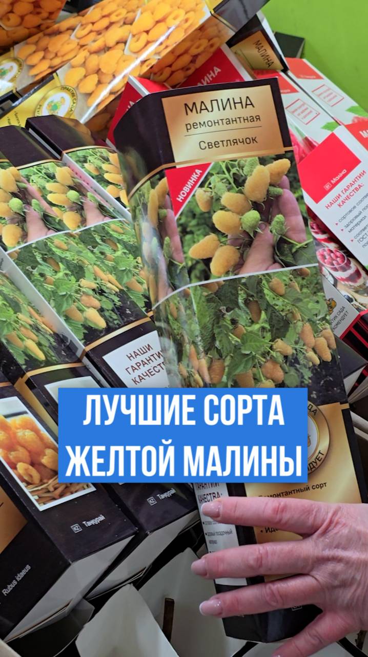 Лучшие сорта желтой малины.