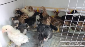 27-04-2025 Одни расстройства!