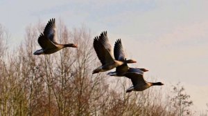 Звуки диких гусей