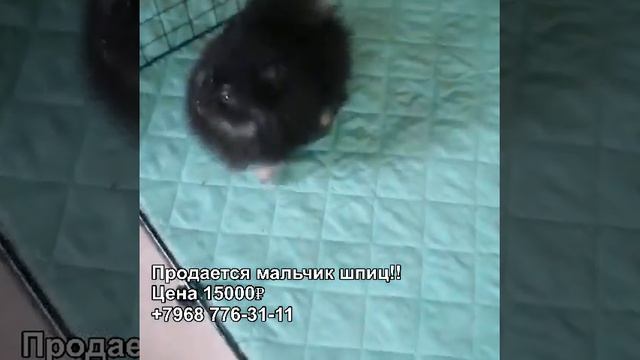 Продается мальчик шпиц 2,5 месяца.