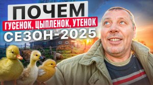 🤯 ФАНТАСТИЧЕСКИЕ траты на ПТИЦУ в 2025 году для фермы #МоеПодворье